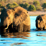 Begegnung im Chobe-Nationalpark - Alina Kirsten | erlebnisreisen-afrika.de