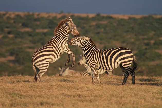 Zebras beim Kampf - Frank Wirth | erlebnisreisen-afrika.de