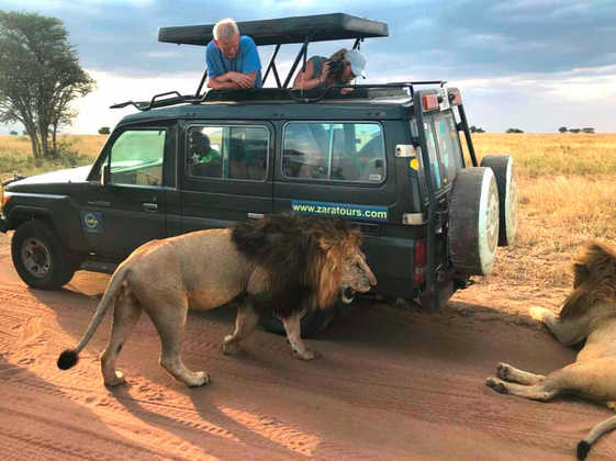 Löwen in der Serengeti - Alina Kirsten | erlebnisreisen-afrika.de