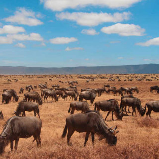 Gnuherde im Ngorongoro-Krater - Alina Kirsten | erlebnisreisen-afrika.de