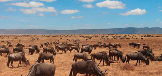 Gnuherde im Ngorongoro-Krater - Alina Kirsten | erlebnisreisen-afrika.de