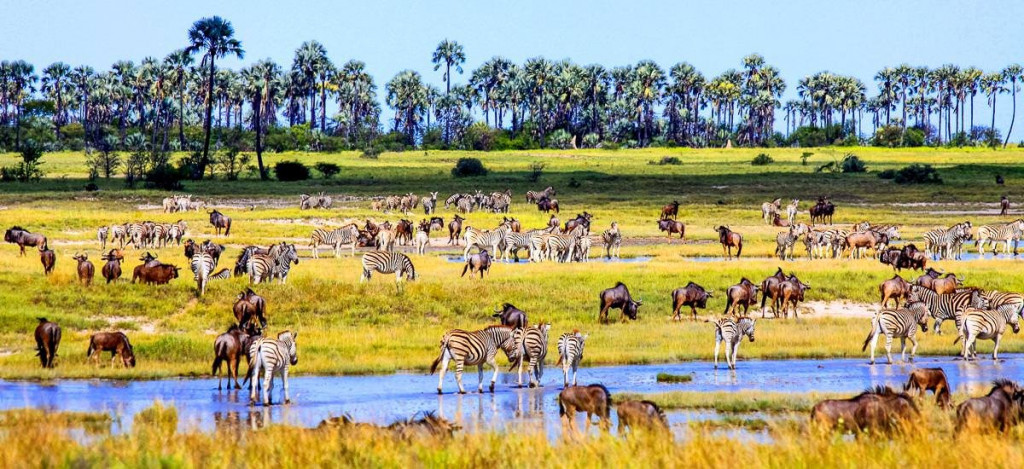 Studienreise Botswana, Simbabwe & Namibia 2021 / 2022 | Erlebnisreisen-Afrika.de