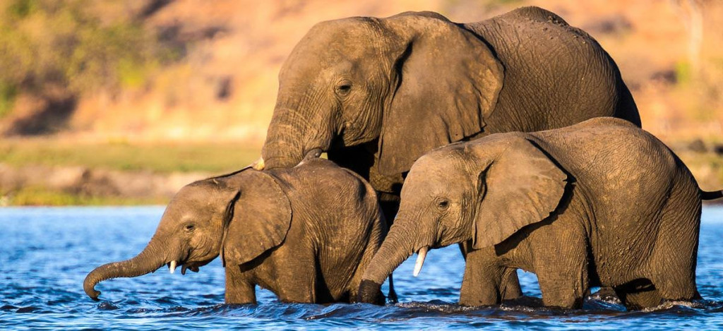 Elefanten überqueren den Fluss Chobe