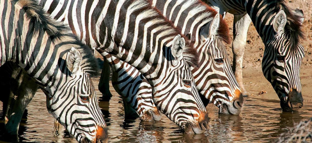 Zebras an der Wasserstelle
