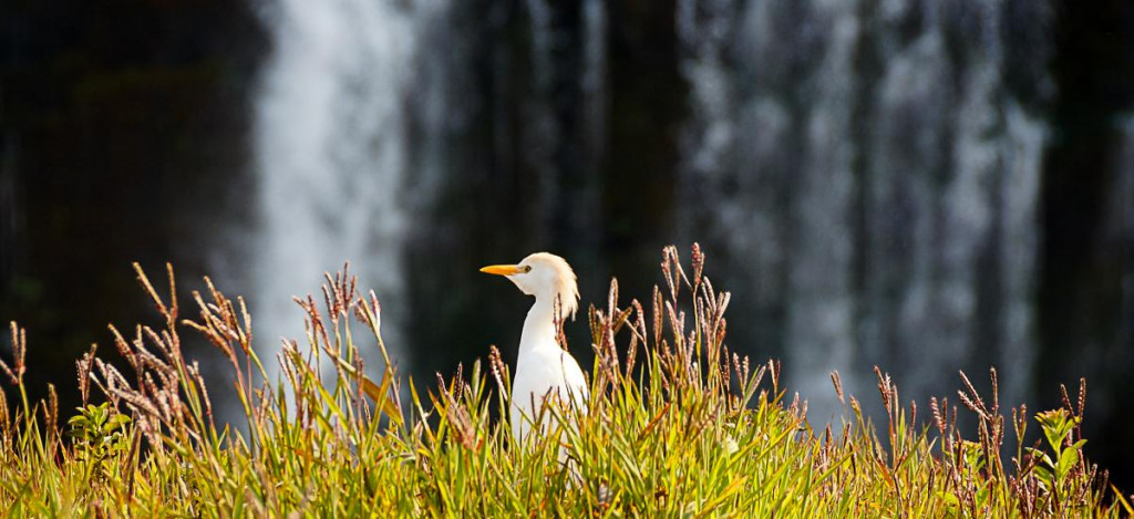 Kuhreiher an den Viktoriafällen