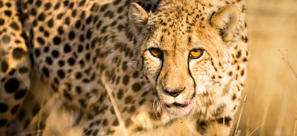 Cheetah near Otjiwarongo