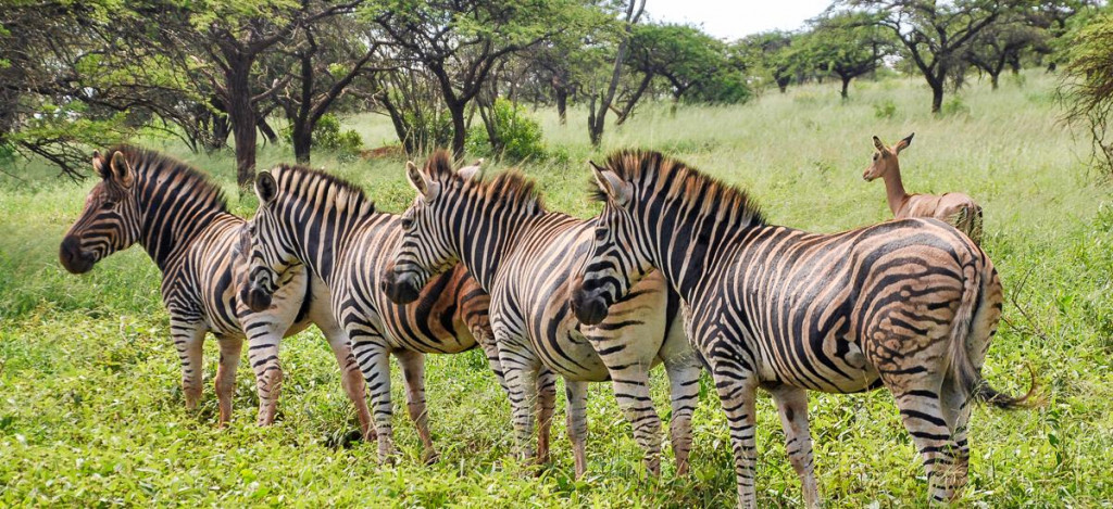 Zebraherde in der Savanne