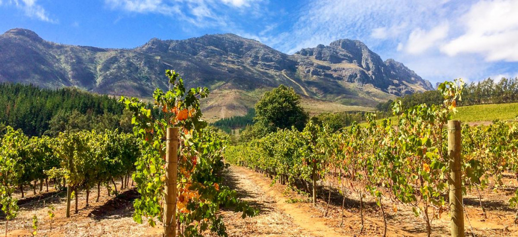 Weinberge in Stellenbosch