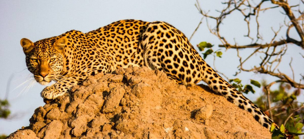 Leopard im Krüger Nationalpark