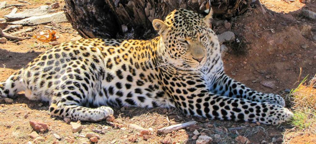 Leopard