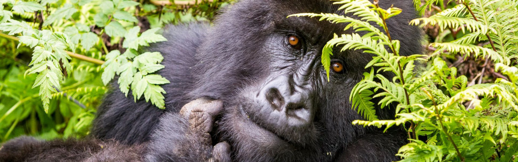 Rundreise Uganda 2021 / 2022 | Erlebnisreisen-Afrika.de