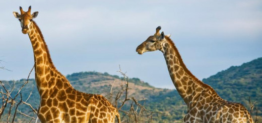 Kenia Gruppenreise 2022 | Erlebnisreisen-afrika.de