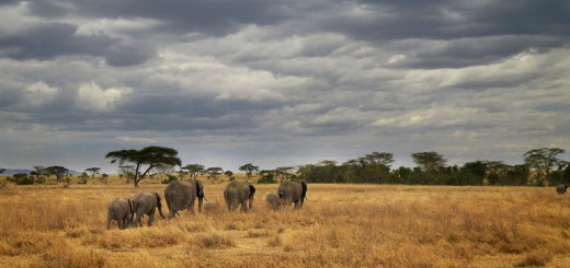 Kenia Gruppenreise 2022 | Erlebnisreisen-afrika.de