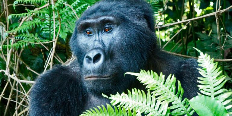 Uganda Erlebnisreise 2022 | Erlebnisreisen-afrika.de