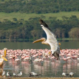 Kenia Gruppenreise 2022 | Erlebnisreisen-afrika.de