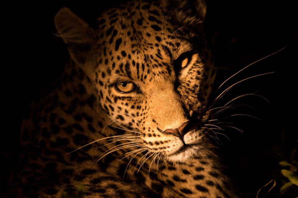 Auge in Auge mit Botswanas wilden Tieren: Leopard bei einer Nachtpirsch