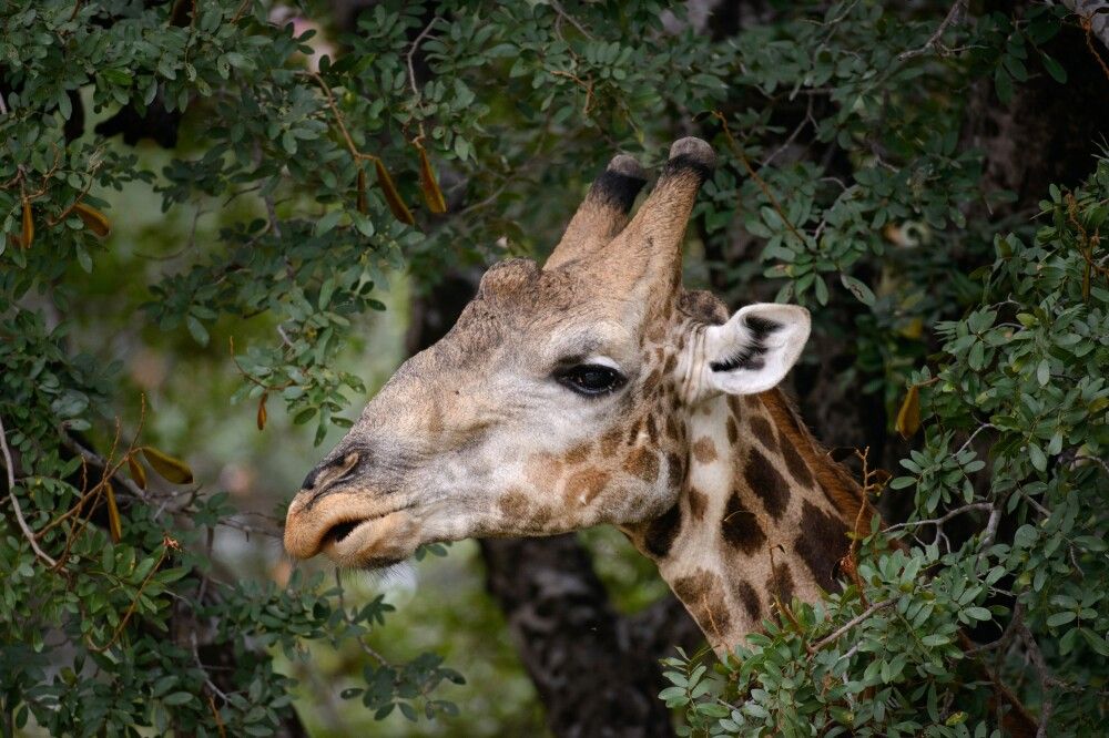 Fressende Giraffe