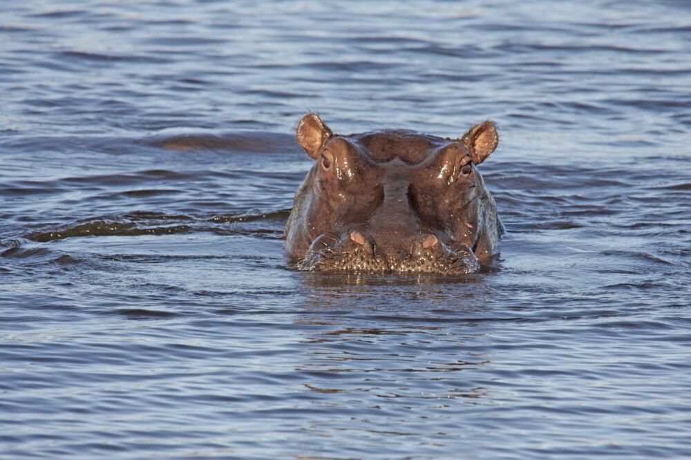 Flusspferd in seinem Element