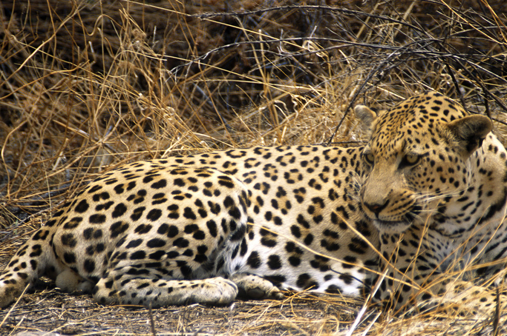 Leopard, Steppe, Ruhe Großkatze