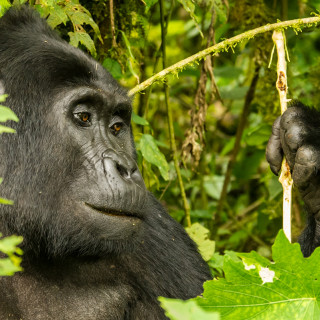 Erlebnisreise Im Land der Berggorillas 2022 | Erlebnisreisen-Afrika.de