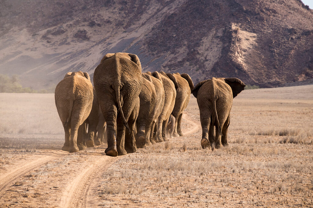 Erlebnisreise Namibia - auf den Spuren der Wüstenelefanten 2022 | Erlebnisreisen-Afrika.de