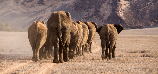 Erlebnisreise Namibia - auf den Spuren der Wüstenelefanten 2022 | Erlebnisreisen-Afrika.de