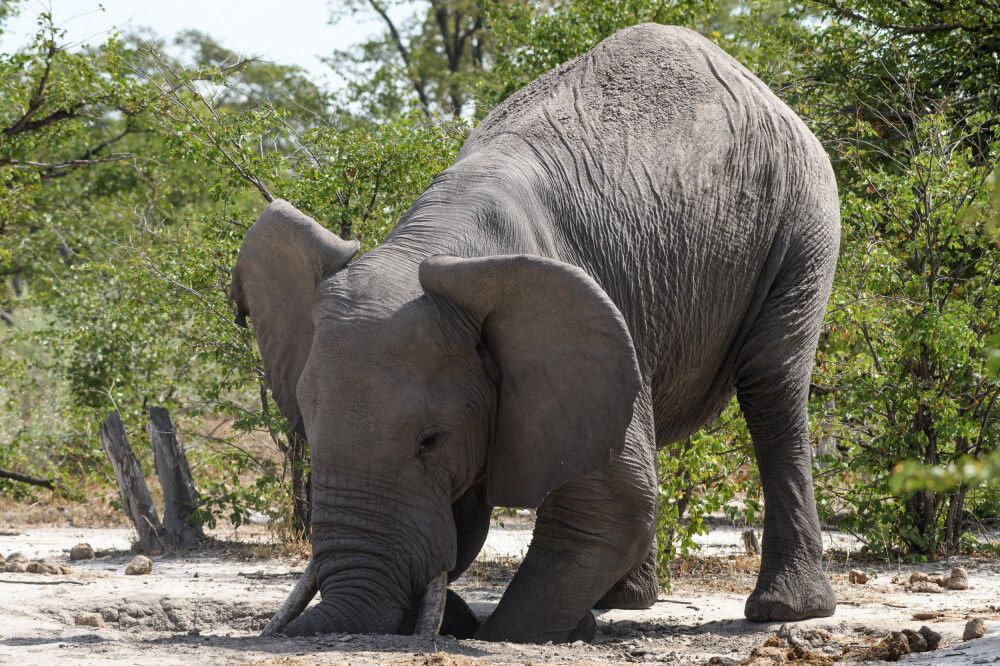 Elefant beim Versuch, Mineralien und Salze aus der trockenen Erde zu lösen