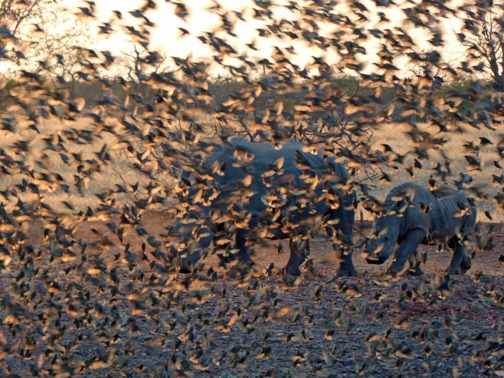 Ein Schwarm Vögel verdeckt zwei Nashörner