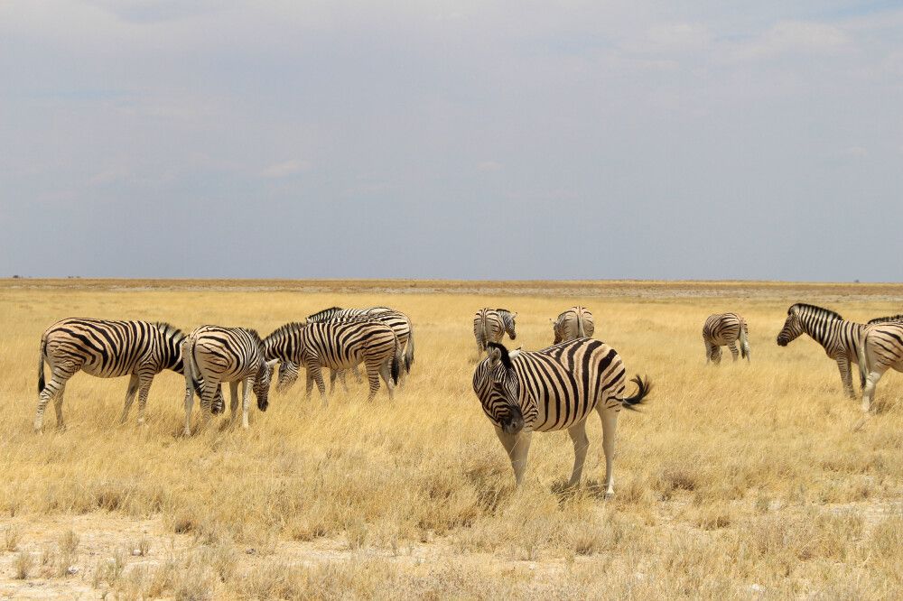 Zebraherde im Etosha-Nationalpark