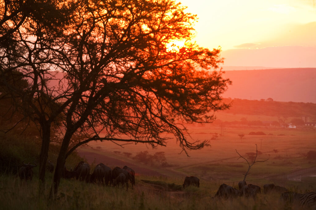 Studienreise Magisches Südafrika 2022 / 2023 | erlebnisreisen-afrika.de