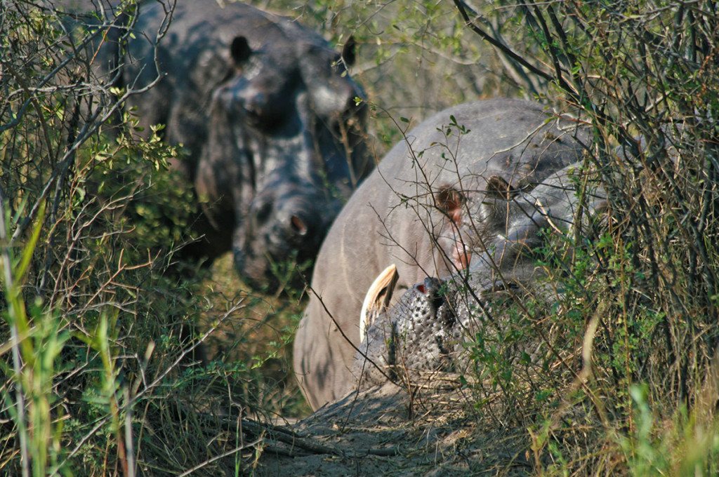 Namibias ursprünglicher Norden zwischen Kunene und Kavango Studienreise 2022 / 2023  | erlebnisreisen-afrika.de