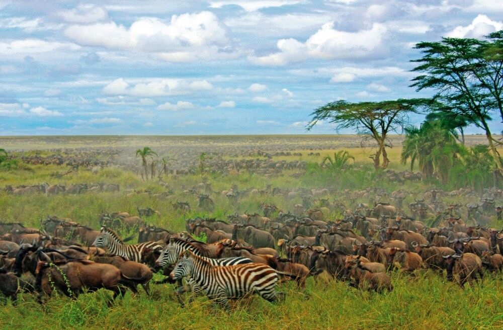 Zebras und Gnus in der Savanne
