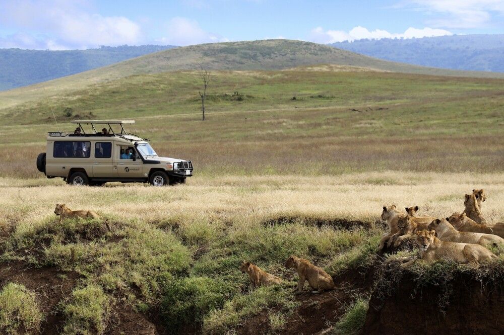 Auf Safari