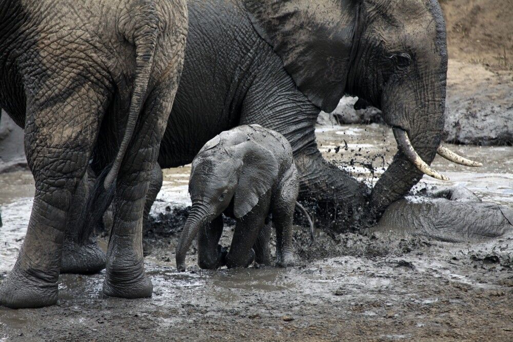 Junger Elefant