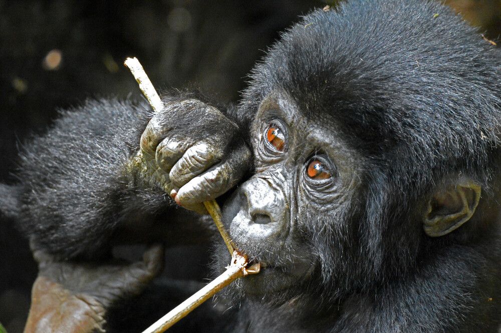 Kauender Gorilla in Uganda