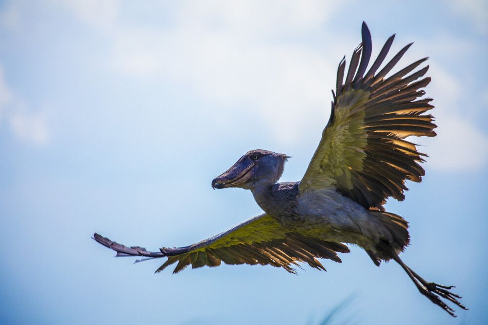 Der Schuhschnabel, imposanter Schreitvogel