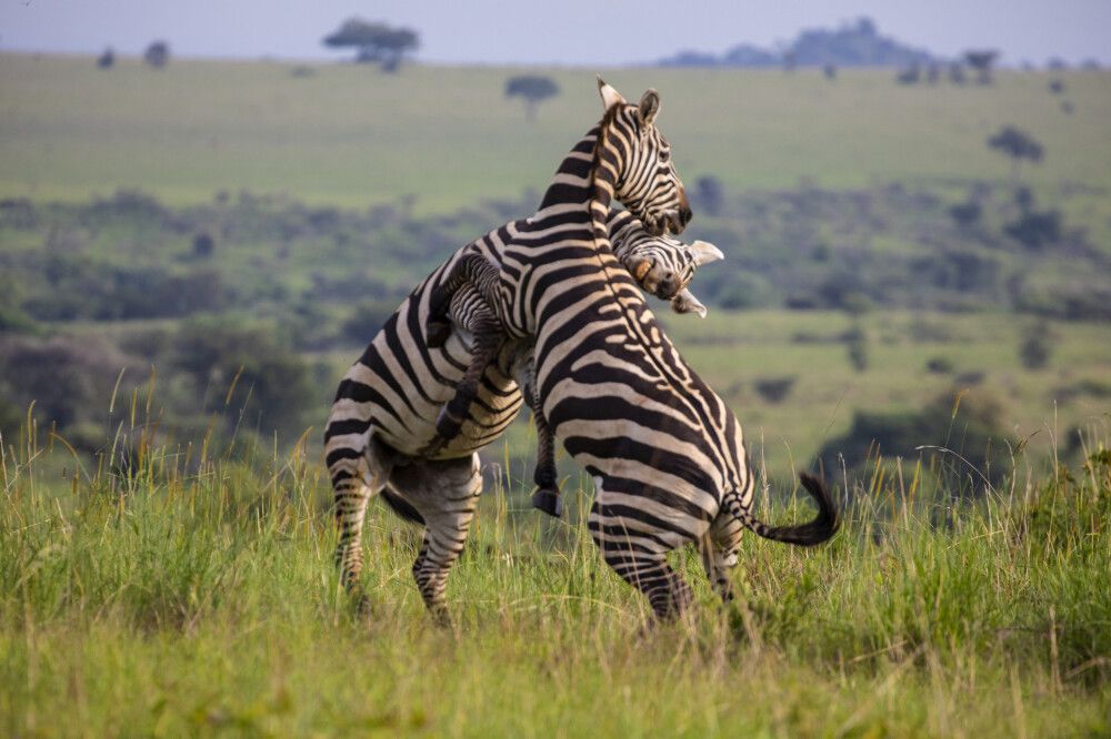 Zebras im Kidepo-Nationalpark