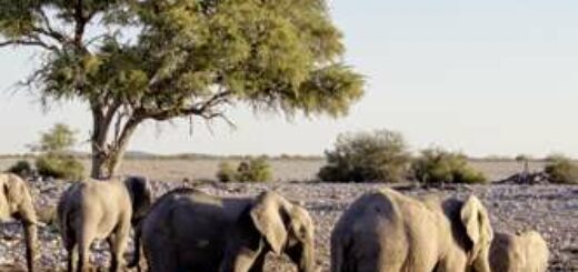 Namibia – Botswana deutschsprachig gefuehrte Studienreisen 2022  | Erlebnisreisen-Afrika.de