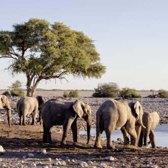 Namibia – Botswana deutschsprachig gefuehrte Studienreisen 2022  | Erlebnisreisen-Afrika