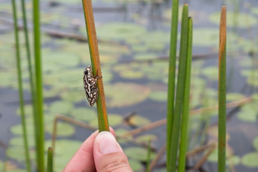 Kleiner Frosch im Okavango-Delta