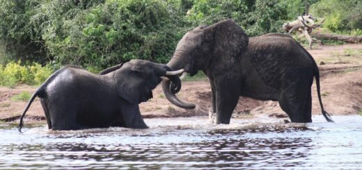 Botswana-Zwei-Elefanten-Chobe-Riverfront 2022 | Erlebnisrundreisen.de