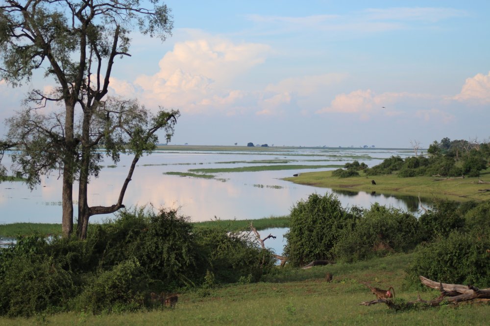 Botswana-Hippo-Mutter-und-Baby-Makgadigkadi