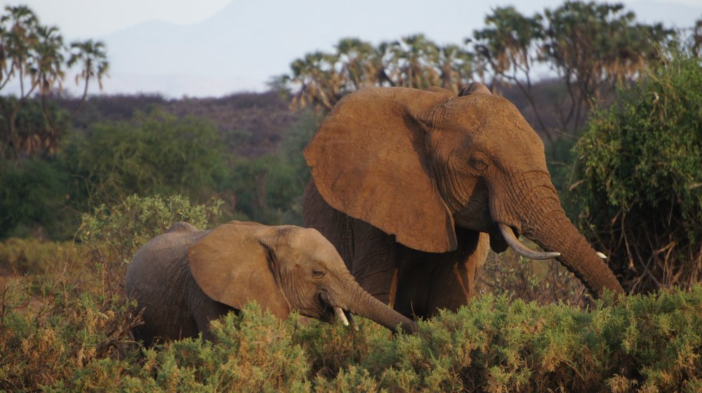 Elefanten Samburu