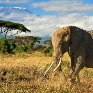 Kenia - Elefant im Amboseli-Nationalpark 2022 | Erlebnisrundreisen.de