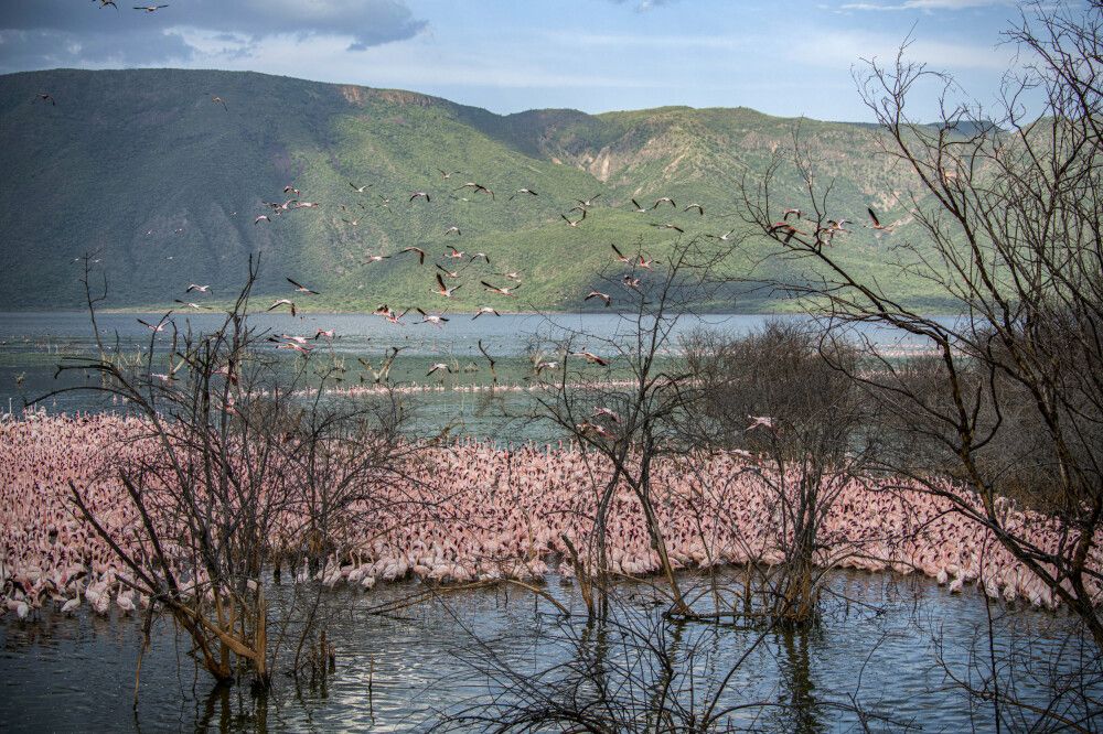 Flamingos am Bogoria-See