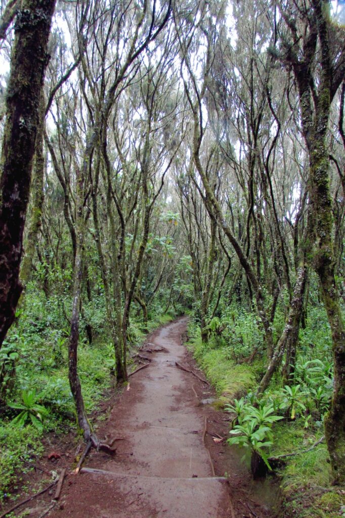 Weg Regenwald Marangu