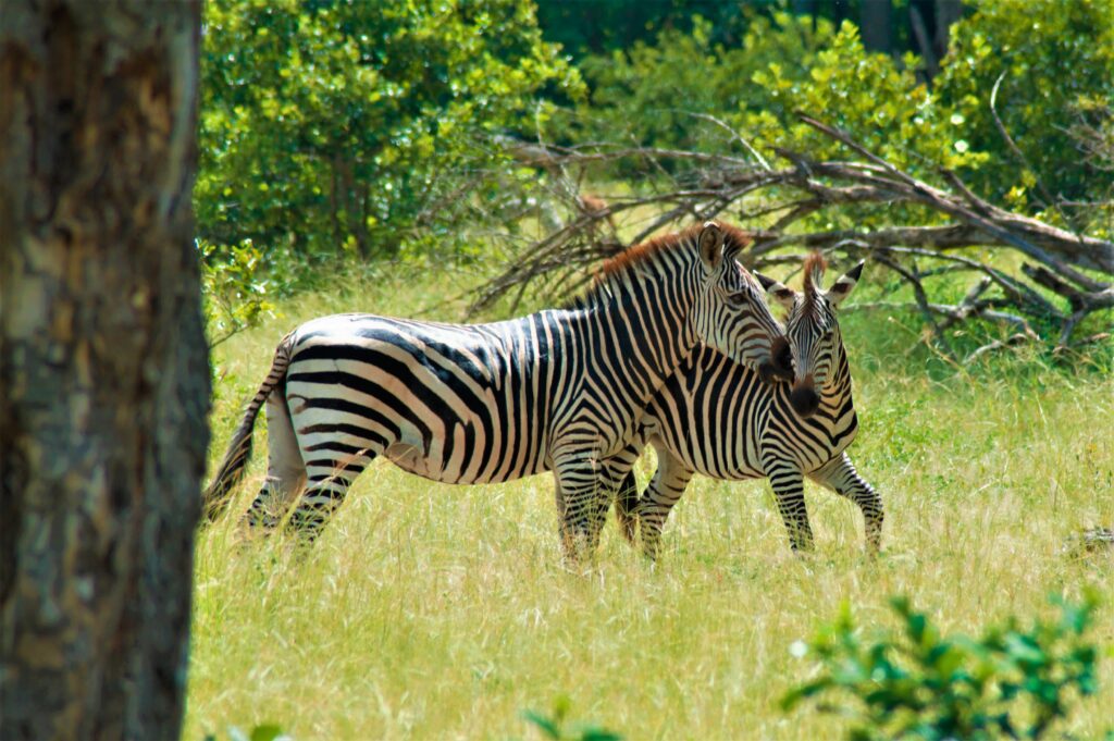 Gruppenreise Malawi & Sambia : Höhepunkte | Erlebnisreisen-Afrika.de