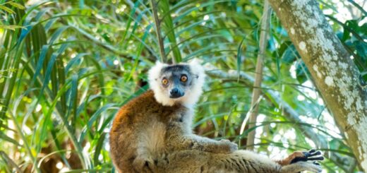 Madagaskar Lemur entspannt auf Baum 2022 | Erlebnisrundreisen.de