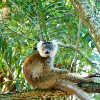 Madagaskar Lemur entspannt auf Baum 2022 | Erlebnisrundreisen.de
