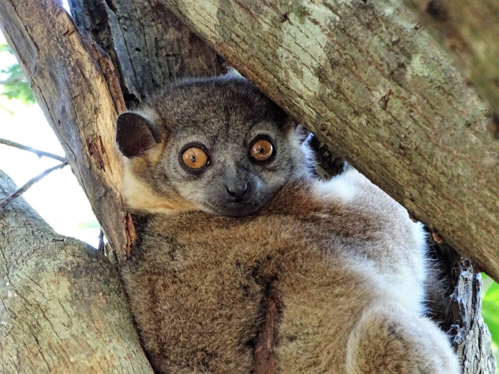 Wiesellemur auf Madagaskar